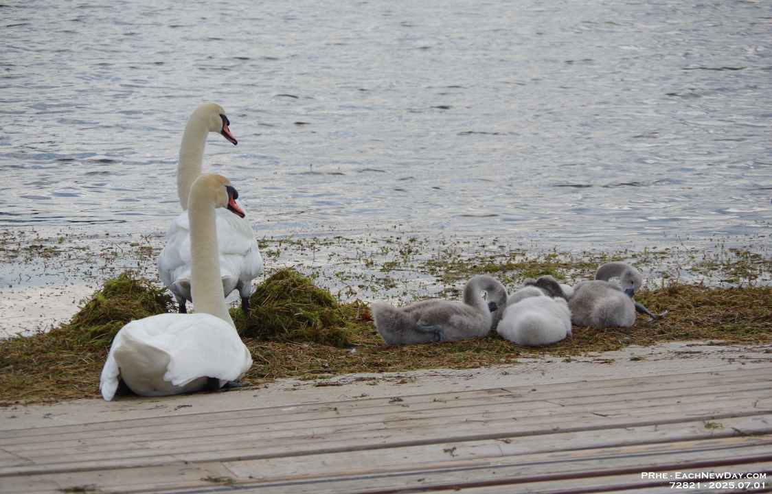 72821CrLe -An evening walk at Joel Stone Park, Gananoque